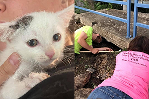 幼貓卡人行道下　善心人親鑽「骯髒小洞」成功救援！