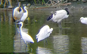 外來種侵襲！埃及聖䴉首度現蹤花蓮壽豐 林管處啟動清零計畫