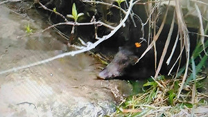 黃金72小時救出鋼絲纏繞大山豬 新北援救動物再添一樁