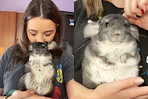 主人突然低下頭迷戀狂吸　龍貓呆若木雞：偶很香？