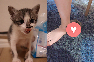 (影)奶萌喵玩累後就「倚靠奴才」　網羨：小小跟屁蟲！