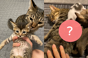 (影)幼貓傻眼吸奶位「顧客爆滿」 其中還藏隻大的！