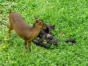 (影)跨物種友誼誕生！金剛猩猩寶寶與山羌愉快玩耍