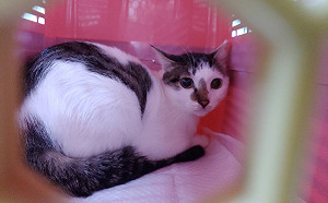 新北浪漫認養大圓滿 罕見「心形」花紋貓獲溫暖新家