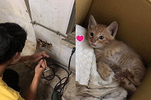 (影)生日當晚聽見牆壁有貓叫　她鑿牆救喵：天降禮物？