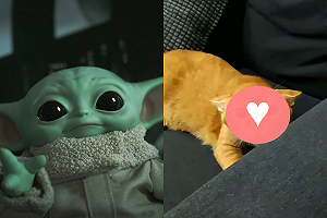 (影)橘貓大開「飛機耳模式」 可愛外表宛如人物尤達！