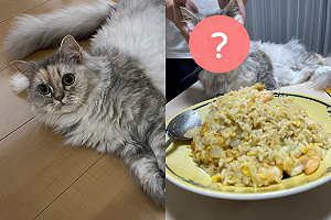 仙氣貓見炒飯發瘋向前　臉被揉成「梅乾菜」也不肯放棄！