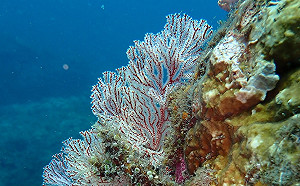 感受海洋生態之美！台東富山漁業資源保育區8/24重新開放