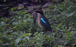 保育類候鳥八色鳥順利繁殖！森林志工巡守隊生態紀錄成效驚人