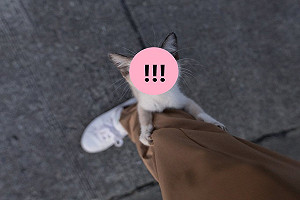 (影)外拍竟遇小貓緊抱小腿　牠狂叫：帶我回家！