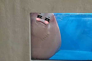 魟魚躲櫥窗「偷看」　嬌羞行為宛如懷春少女！