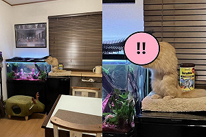 (影)調皮橘貓偷掀魚缸蓋　被抓包瞬間變「雕像」：我只是看一眼！