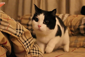 (影)黑白貓玩遊戲就搖屁屁　網喊：來撲我吧！