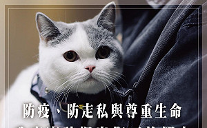 154隻走私品種貓安樂死 江啟臣「政府不是看網路風向才有做法」