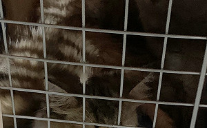 走私貓安樂死  學者籲蔡政府勿修法：台灣成狂犬病疫區誰負責？應嚴懲走私！