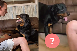 (影)猛犬呲牙裂嘴超嚇人！主人一裝昏立刻變回小甜心：你沒事吧？