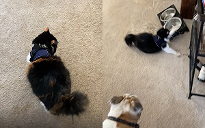 (影)貓咪穿胸背帶竟「爆衝」　主人笑：按到神祕開關？