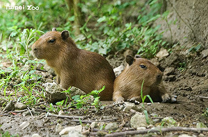 水豚寶寶萌樣曝光！北市動物園傳好消息 水豚家族再添生力軍