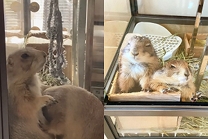 (影)土撥鼠享受舔毛服務　竟壓頭催促同伴：不准停！