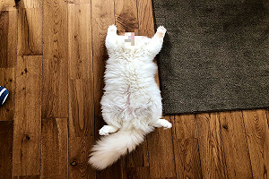 (影)推主驚見地上有一塊「毛抹布」　靠近一看笑：頭不見了？