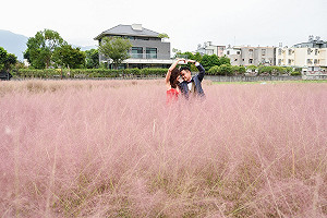 網美最愛「粉黛亂子草」恐衝擊農業！農委會：若不移除最高裁罰30萬