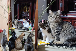 奴才祭祖搬道具護佛壇卻仍遭貓咪霸占　感嘆：是我的報應！