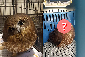 貓頭鷹獲救後「態度超差」　用兇惡眼神攻擊籠外人！