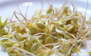 種出來的豆芽菜全變綠？行家解答了