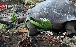 (影) 烏龜吃素很溫和？ 這個畫面很驚悚 一口咬死吞下雛鳥