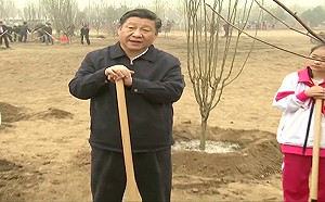 習近平看樹很了不起? 新華社竟然8連發  專家：背後藏這玄機.....