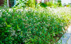 新北林口區綠化步道結合自然生態翻轉都市形象