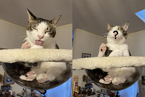 有神快拜！貓咪舉肉球「瞇眼頓悟」 網笑：要好好供奉！