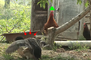 (影)公鴨在公雞面前「狂撩母雞」　網爆笑：頭頂綠綠der！