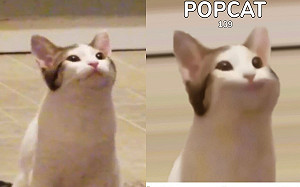 (影)療癒小遊戲「Popcat」風靡全球　本尊原來是牠？