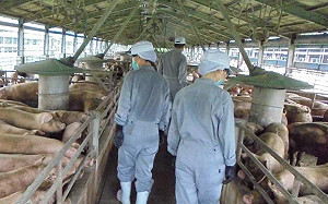 嘉義縣查獲3起疑似豬肉品違規案  送驗皆陰性