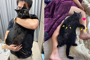 (影)就是愛你！黑貓翻肚躺爸胯下　雙手「開掌花」惹媽妒