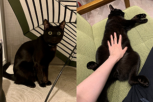 黑貓坦腹睡覺被奴才「蓋章」　可愛模樣引網議：黃金神掌？