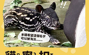 動物園號召幫馬來貘命名 柯文哲參戰：貘寧扣