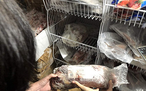 高雄查獲含非洲豬瘟肉製品  嘉縣搜索中盤商採樣送驗