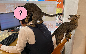 不動產員工抱怨被貓同事「干擾工作」　網一看笑：很羨慕！