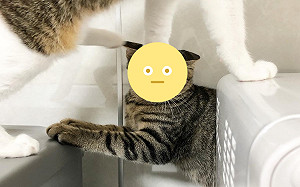 墊腳石？虎斑貓遭同伴「踩頭路過」好傻眼　網笑：不講武德！