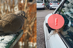 車不開竟被斑鳩盯上　在「超危險地方」築巢笑翻網！