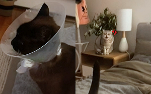 (影)貓咪對戴頭套同伴生氣　竟完全認不得：你哪位？