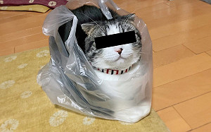 貓咪在塑膠袋裡正襟危坐　網友一看笑：一斤賣多少元？