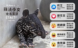馬來貘寶寶命名票選「貘花豆」遙遙領先 網喊：女孩名字要慎選啊！