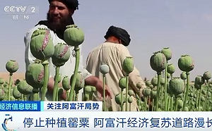 罌粟王國阿富汗被下種植禁令 學者：塔利班政府得小心叛亂