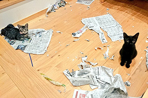 (影)幼貓炸彈式破壞後超冷靜　奴才見狀尷尬安慰：很好玩齁？