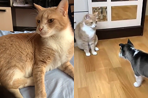 二哈們初次拜見貓皇　頑皮舉動遭制裁：小心點！