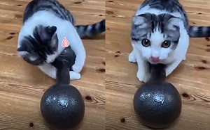 (影)貓咪想舉重猛抱8KG啞鈴　網大讚：培訓後去比奧運！