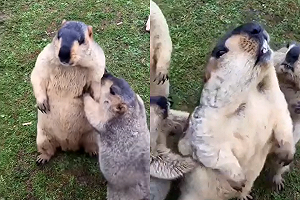 (影)土撥鼠大打出手　畫面意外萌翻網友：可愛相撲比賽！